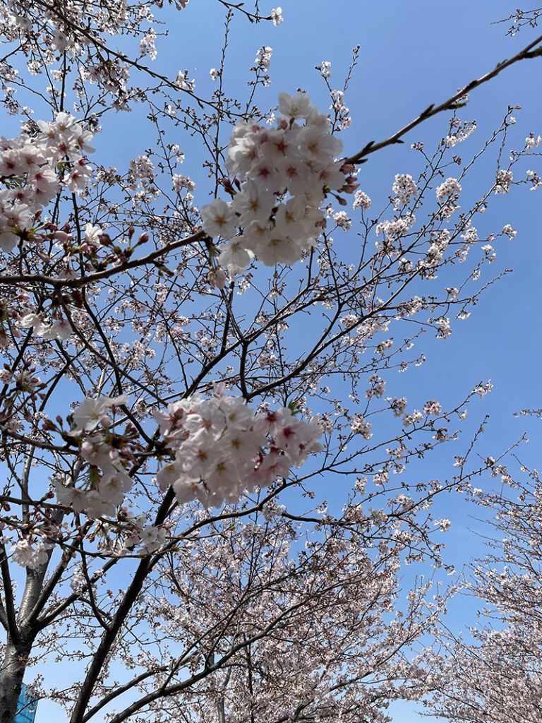 段葛の桜